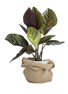 Cây nắp ấm